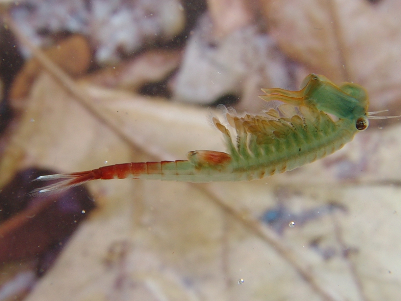 Fairy shrimp (Eubranchipus vernalis). Credit: Jack Ray